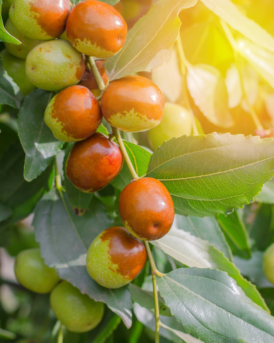Huile de Jojoba : Dangers et Précautions
