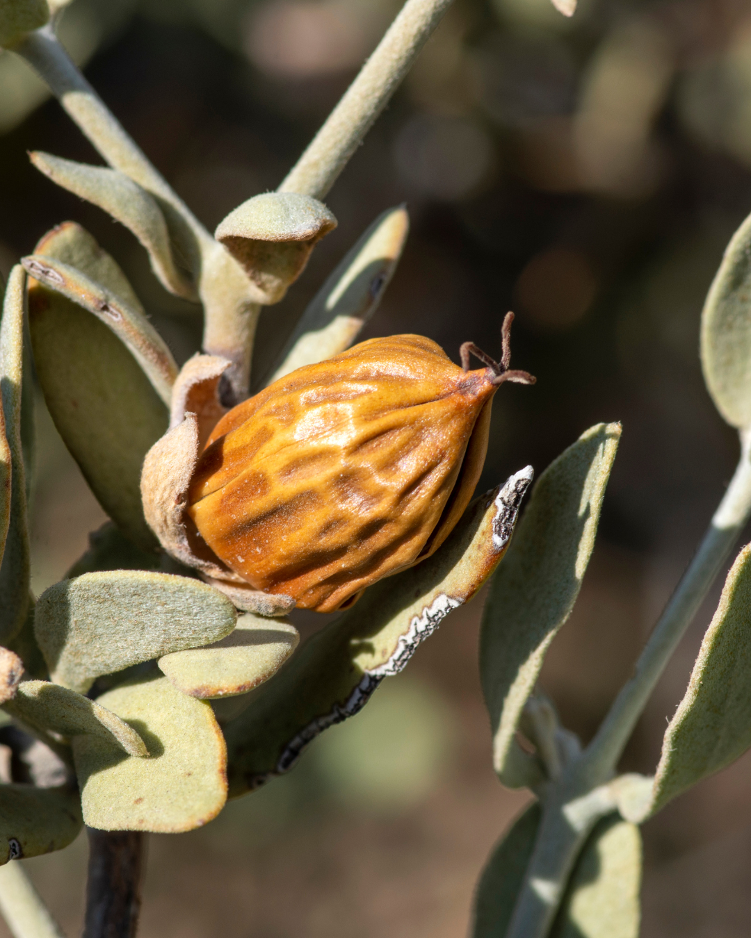 L’huile de Jojoba : propirétés et utilisations